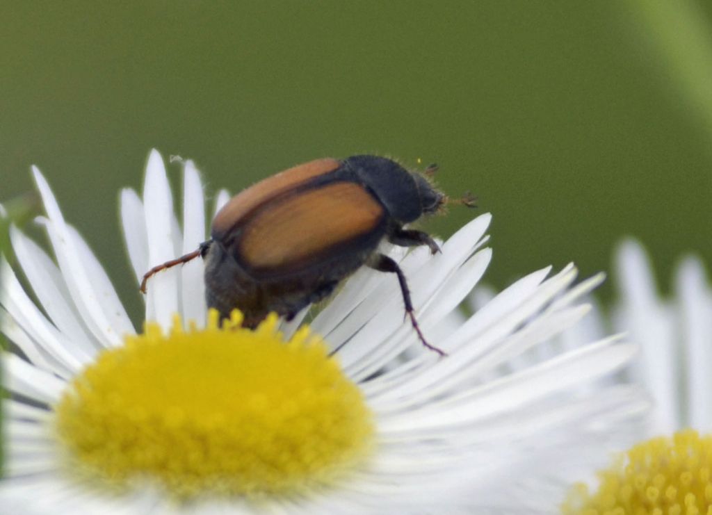 Omaloplia sp., Melolonthidae, Sericinae